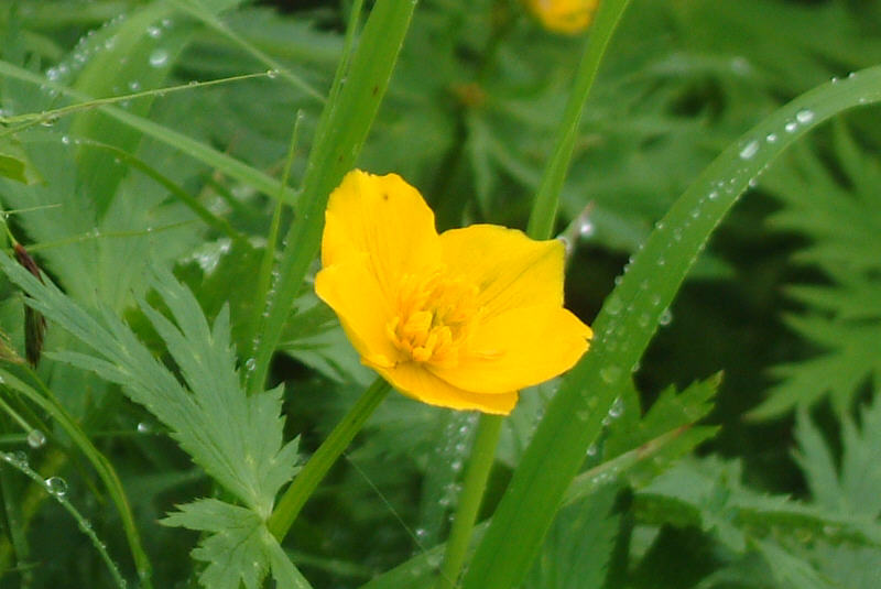 VimLoCE03073.jpg