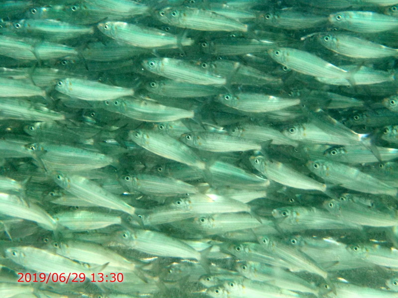 0607Ogasawara01.jpg