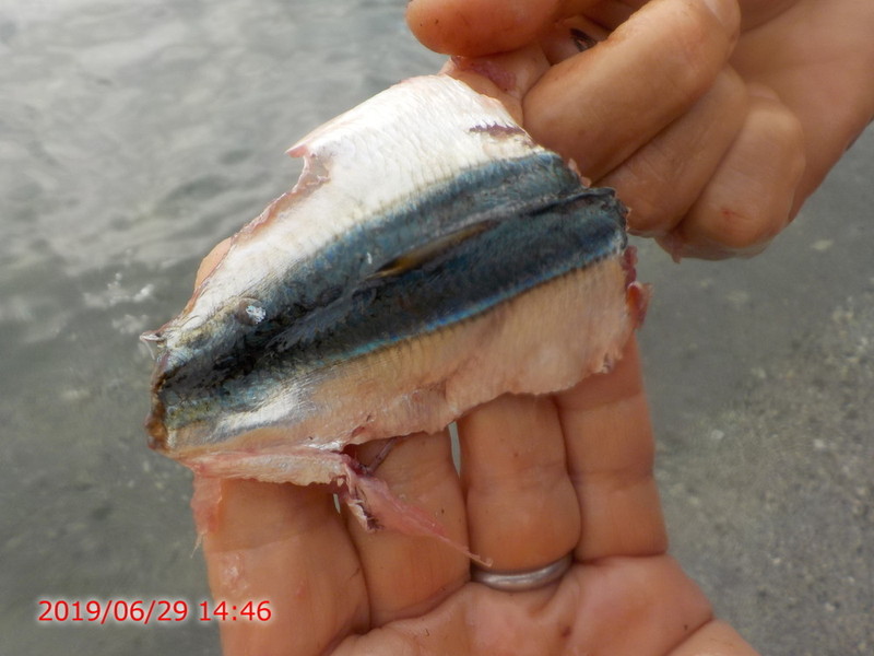 0607Ogasawara01.jpg